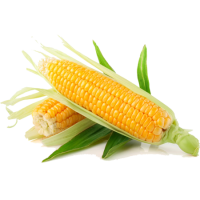Organic Sweet Corn